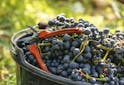News - La tendance des vins natures - Les Grappes