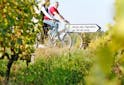 Angers-Saumur : le Tour de France côté vins - Les Grappes