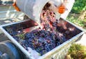Oenologie - Tout savoir sur le vin doux naturel français - Les Grappes