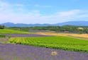 Oenotourisme France - Grignan-les-Adhémar : la renaissance des Côteaux du Tricastin - Les Grappes