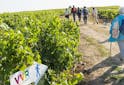 Oenotourisme France - La route des vins du Val de Loire à pieds - Les Grappes