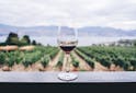 Oenologie - Quels sont les signes de qualité d’un Vin ? - Les Grappes