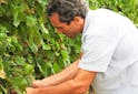 Portraits Vignerons - Stephane Yerle : Le vin nature, ce n’est pas innover, C’est… une tendance vintage - Les Grappes