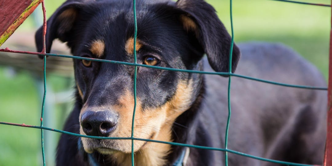 Un chien derrière le grillage d'un refuge. (Photo d'illustration: Pixabay)