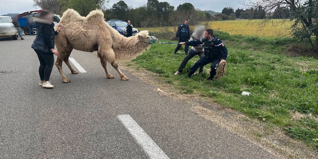 Les gendarmes ont eu des difficultés pour interpeller le chameau (photo Gendarmerie du Gard)
