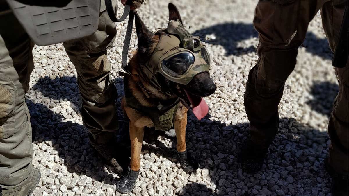 Nitrate, malinois de quatre ans et de 28 kilos, chien d'assaut du GIGN, le 12 juin 2022 après une démonstration du Groupe à Eurosatory. Nitrate porte un masque de protection pour les yeux surmonté d'une caméra qui retransmets les images quand il est action. (Photo: PMG/L'Essor)