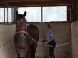 Une cavalière réserviste affectée au poste à cheval de Perros-Guirec panse son cheval.