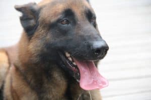 Gun, chien de gendarmerie (Photo d'illustration S.D/L'Essor).