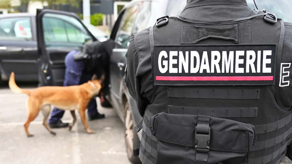 Une équipe cynophile et des gendarmes mobiles d'un escadron "Guépard" venus prêter mains fortes pour l'opération "Place nette" organisée par la gendarmerie de Loire-Atlantique dans un quartier de Châteaubriant, en mars 2024. (Photo: L.Picard/L'Essor)