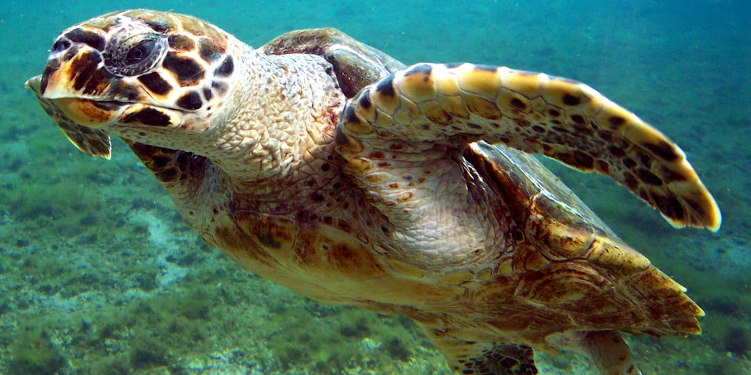 Une tortue imbriquée, espèce protégée et en danger d'extinction.