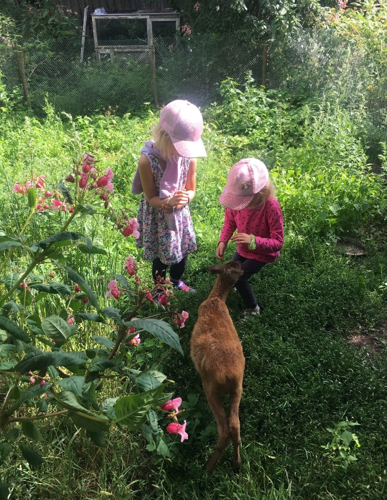 Mini ZOO w Mikołajówce