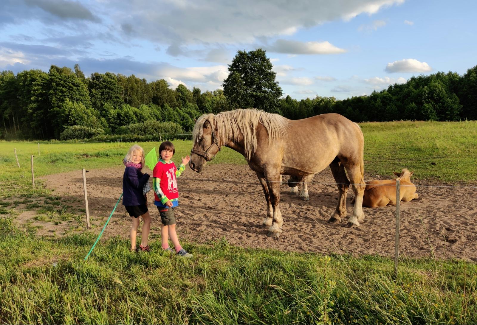 Konie pasące się na trasie do Starego Folwarku
