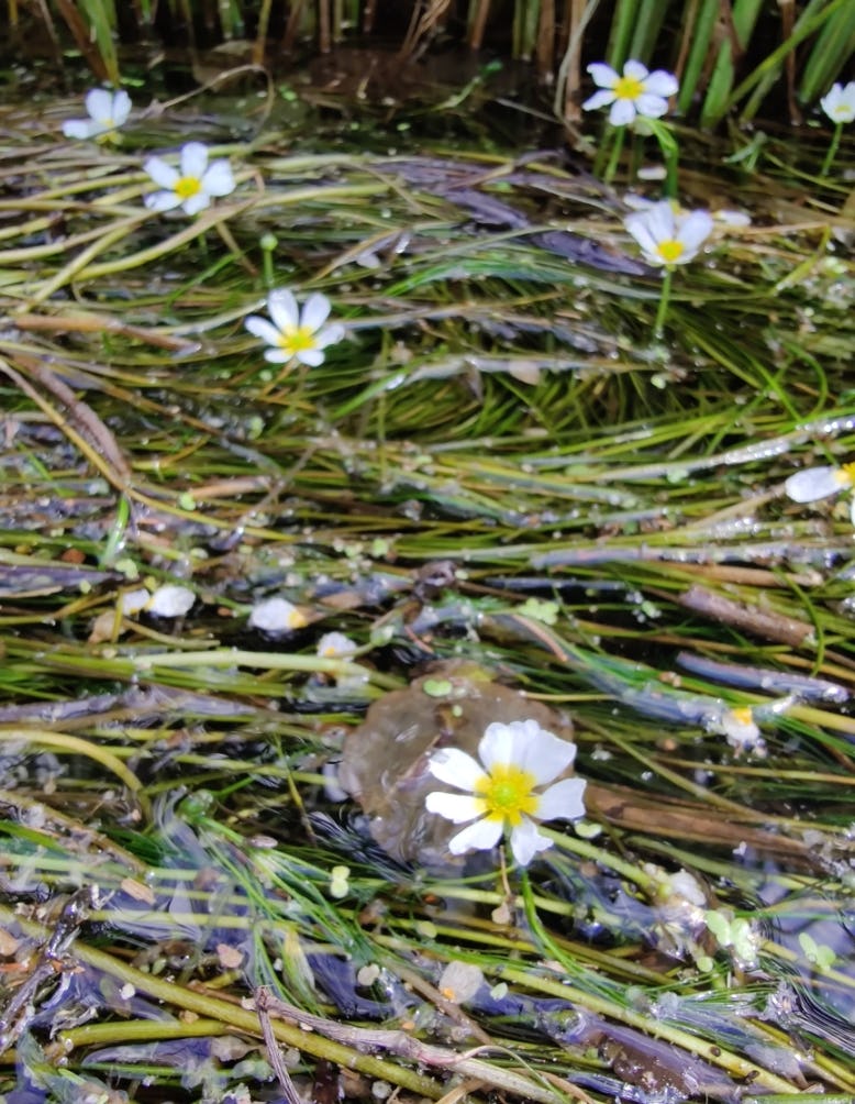 Rzeka Czarna Hańcza