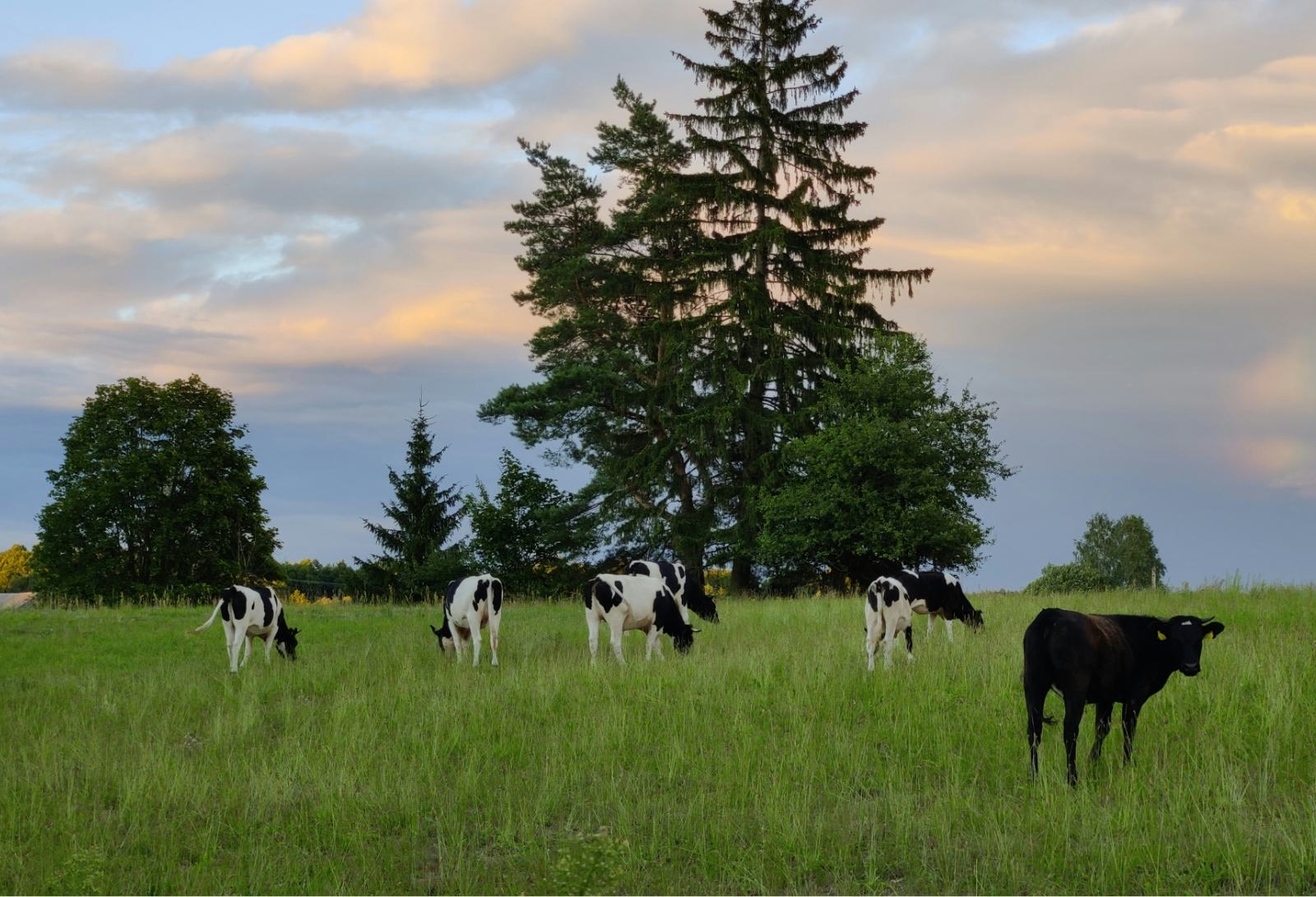 Krowy spotkane w drodze nad jezioro Pierty