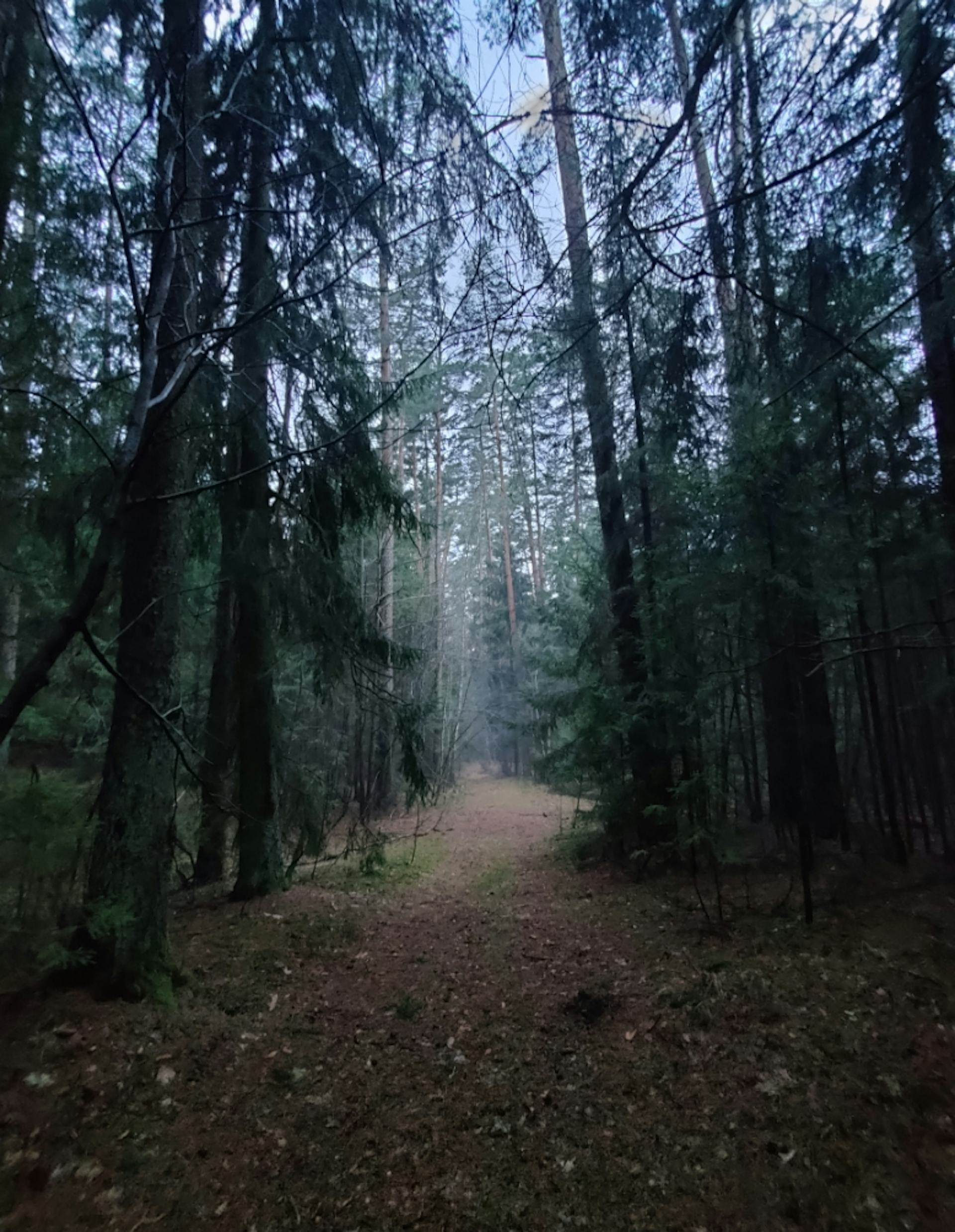 Droga przez las z miejscowości Krzywe