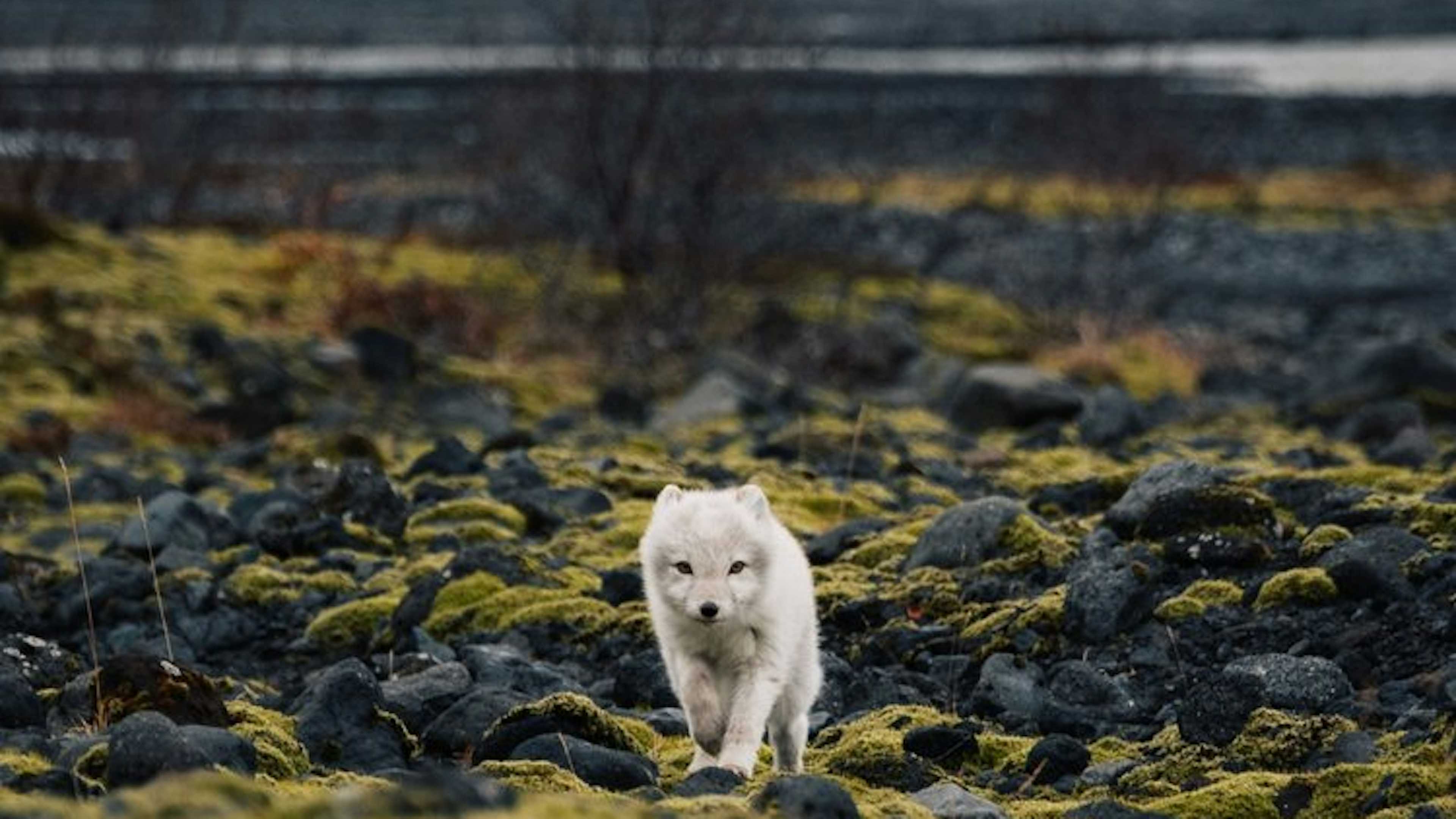 Þórsmörk Super Jeep Tour