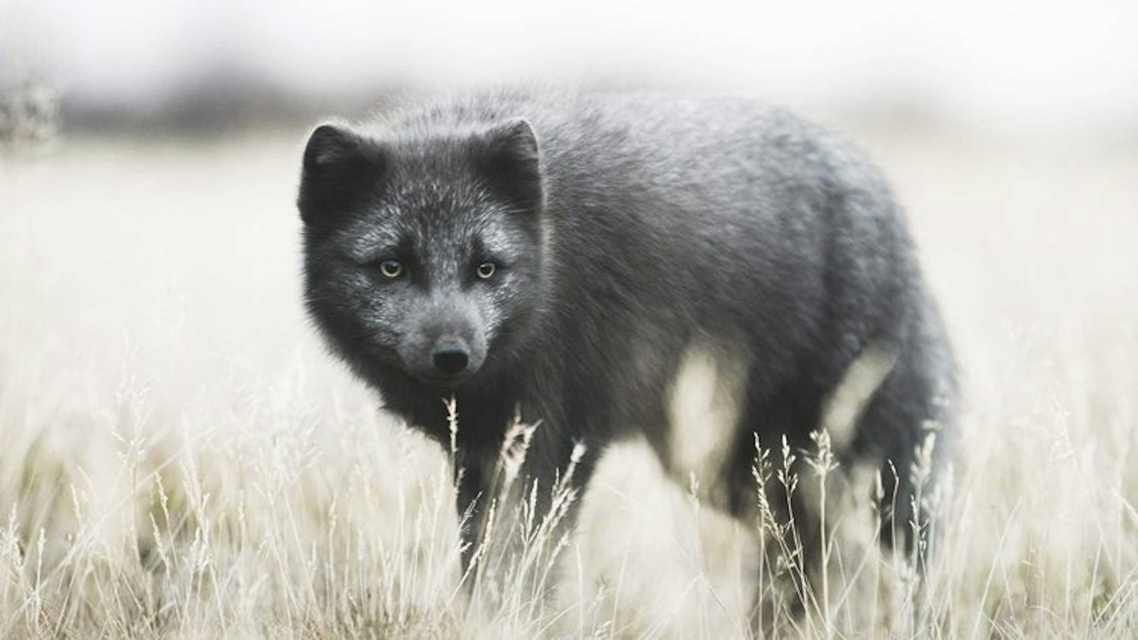 Þórsmörk Super Jeep Tour