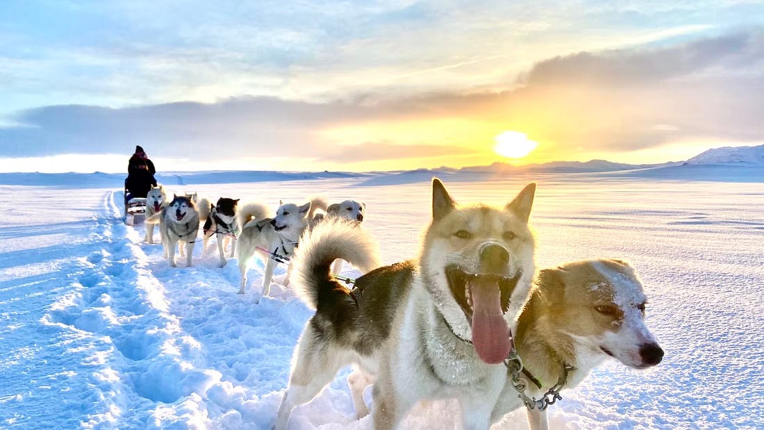 Snow Dog Sledding