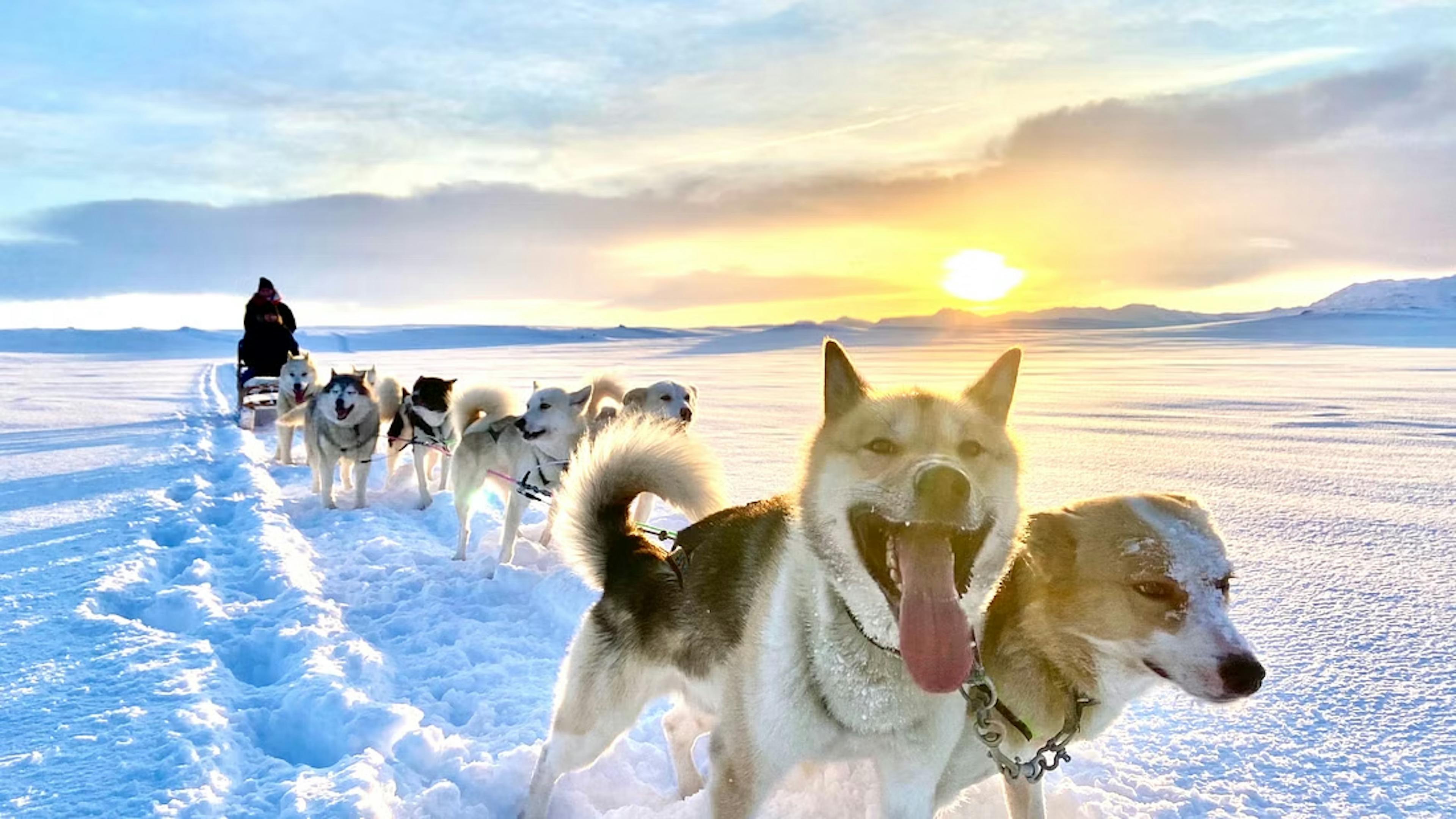 Snow Dog Sledding