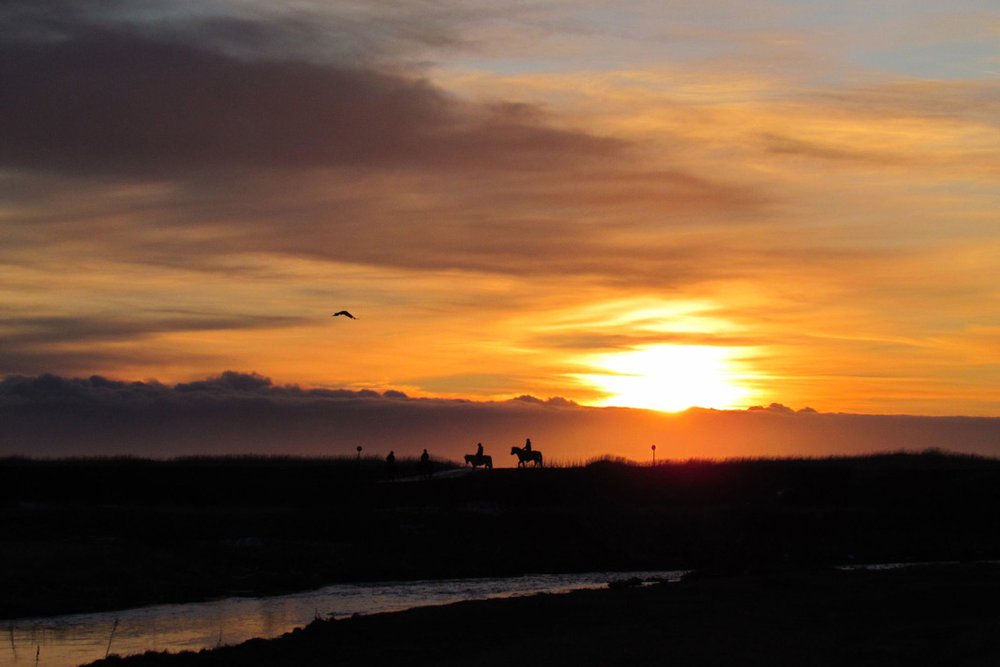 Vik Black Sand Beach Horseback