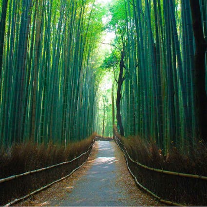 A leaf-strewn path through a green bamboo forest