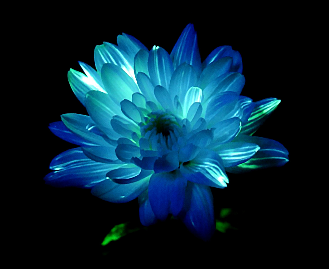 blue-flower