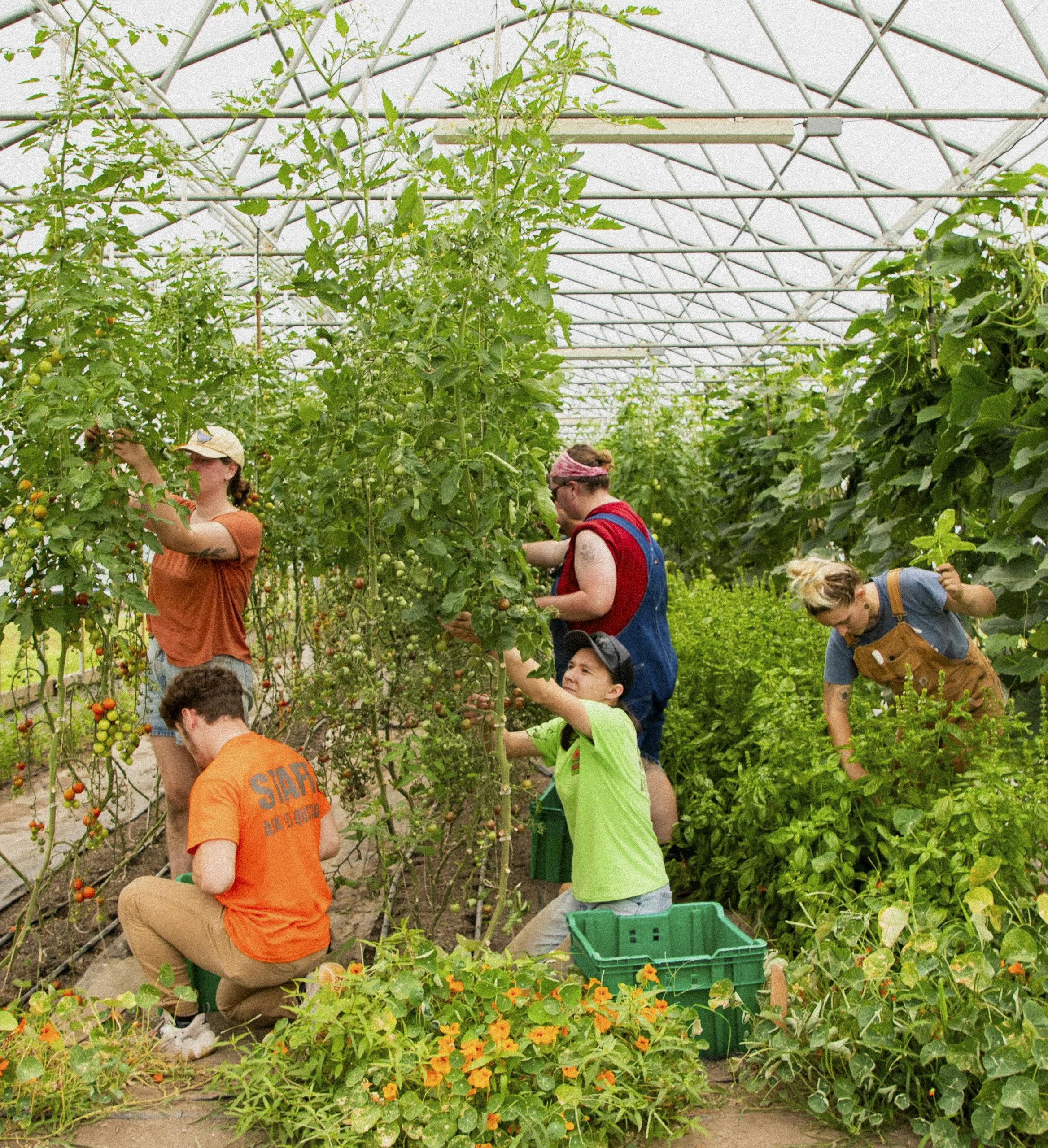 Group of young people harvesting tomato.