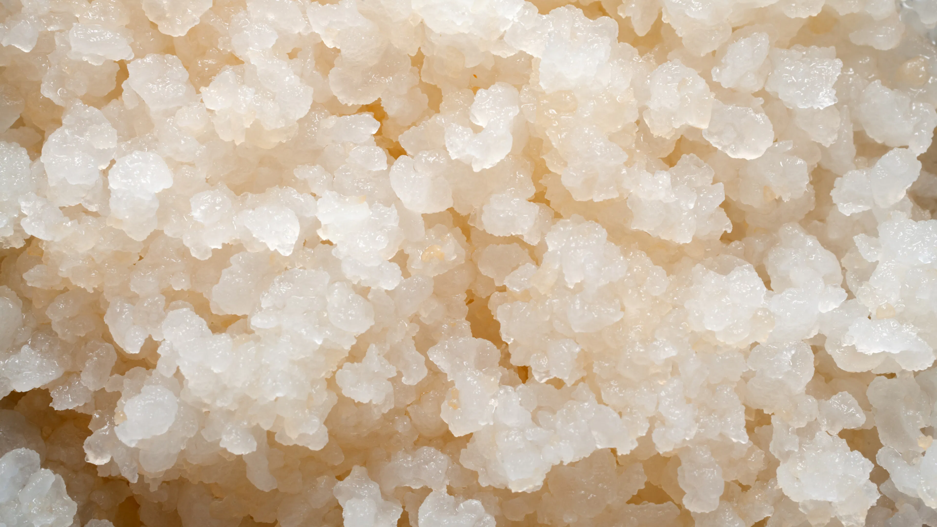 graines de kefir