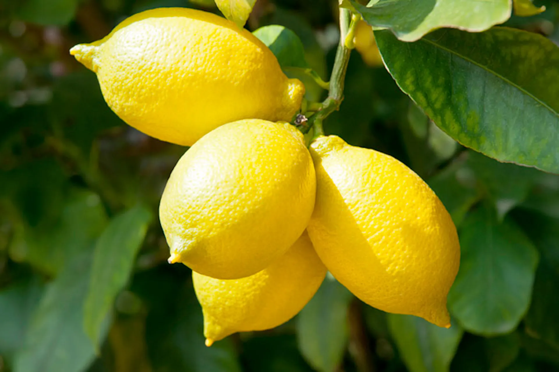 Citron jaune