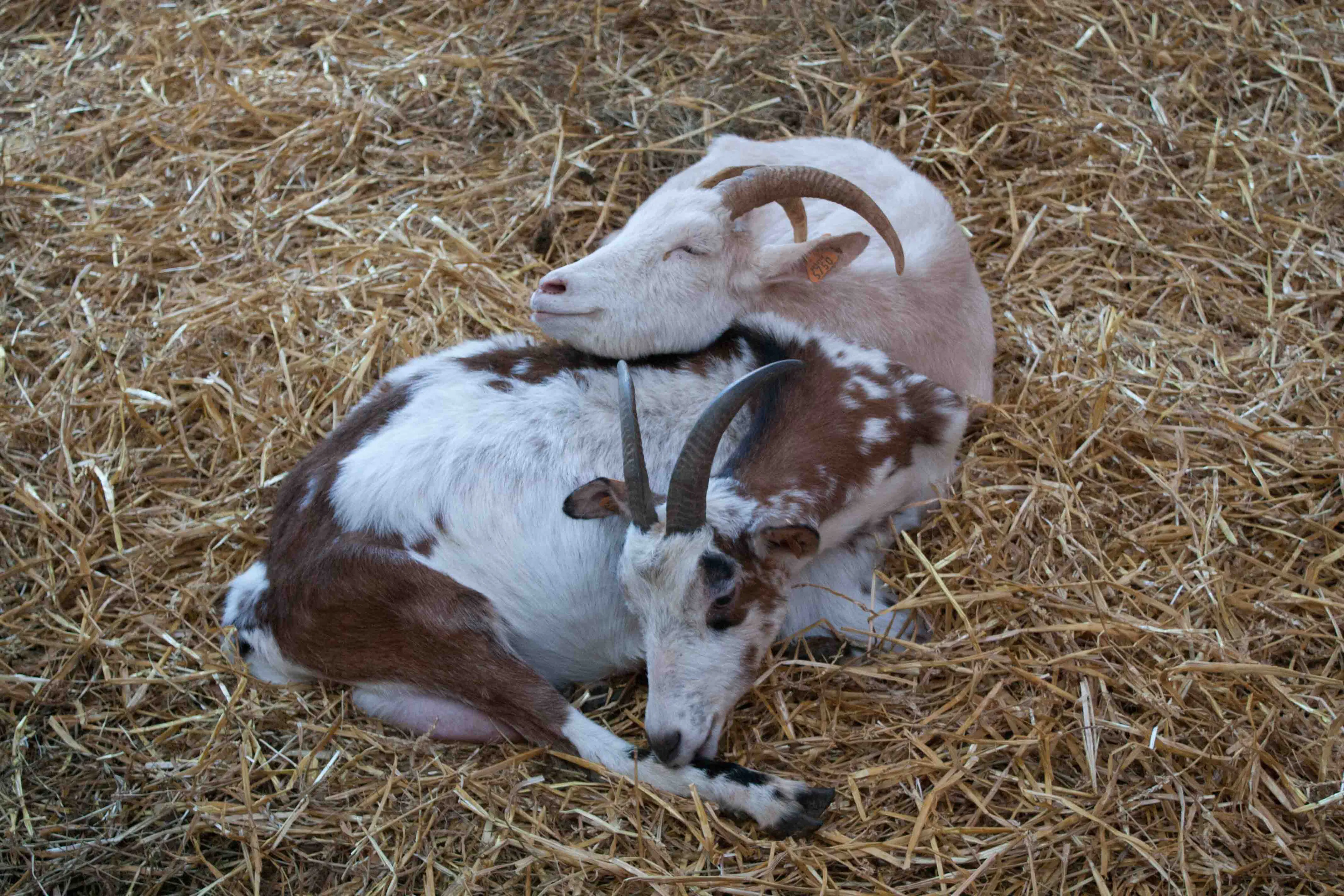 chèvres bien confortables
