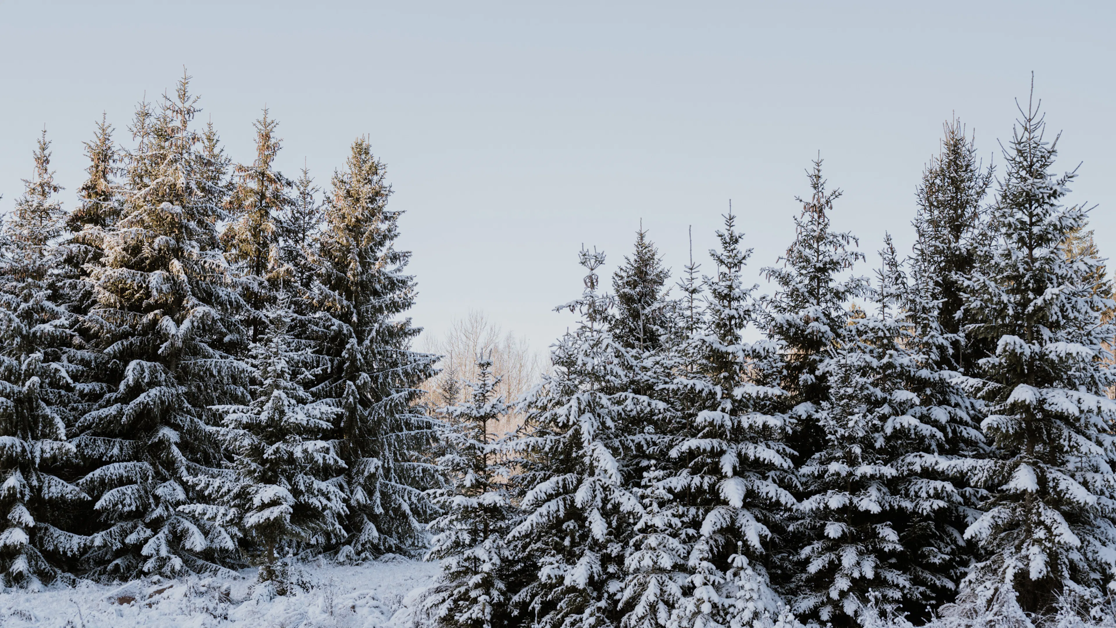 sapins enneigés