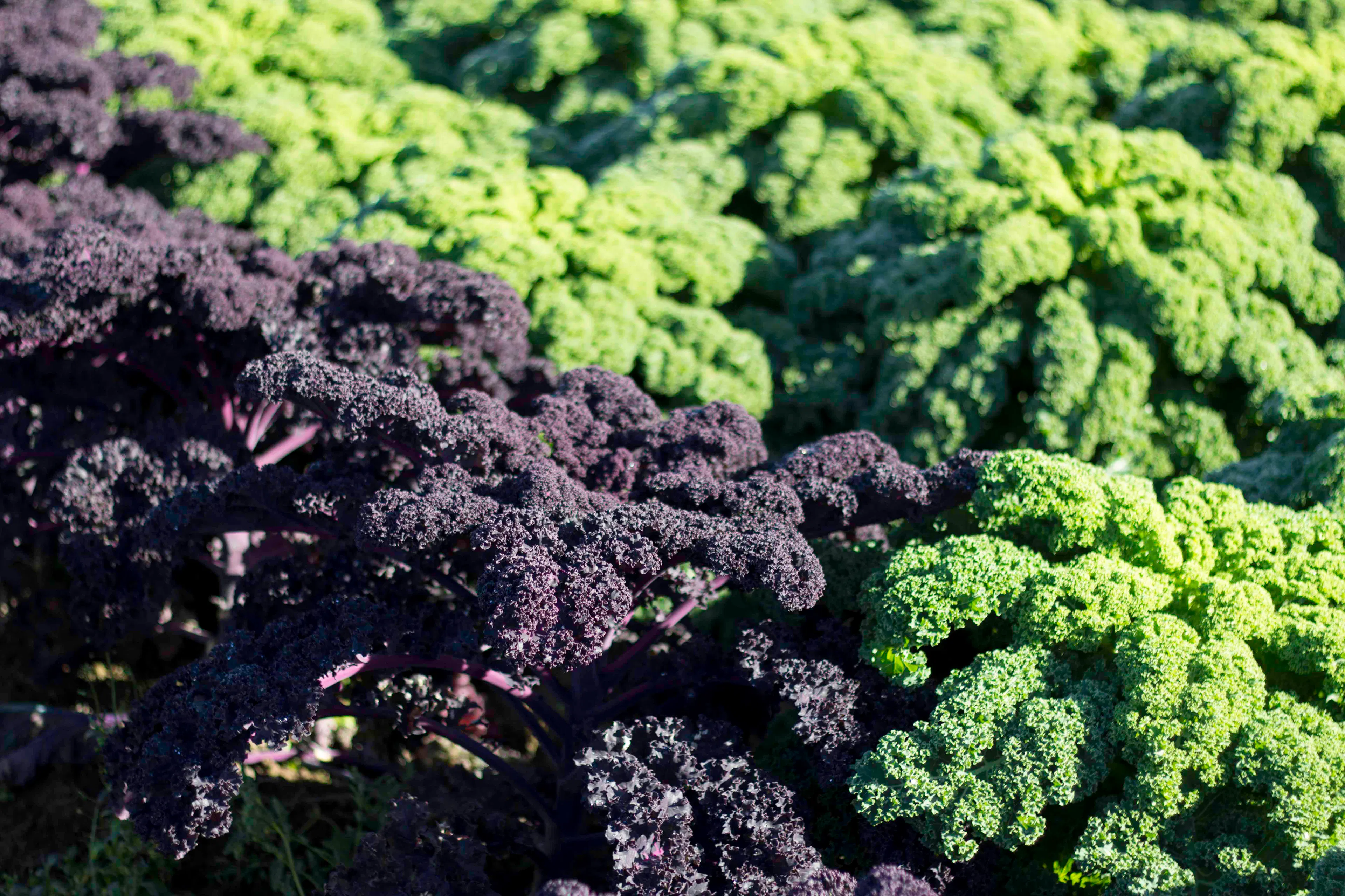 chou kale vert et mauve