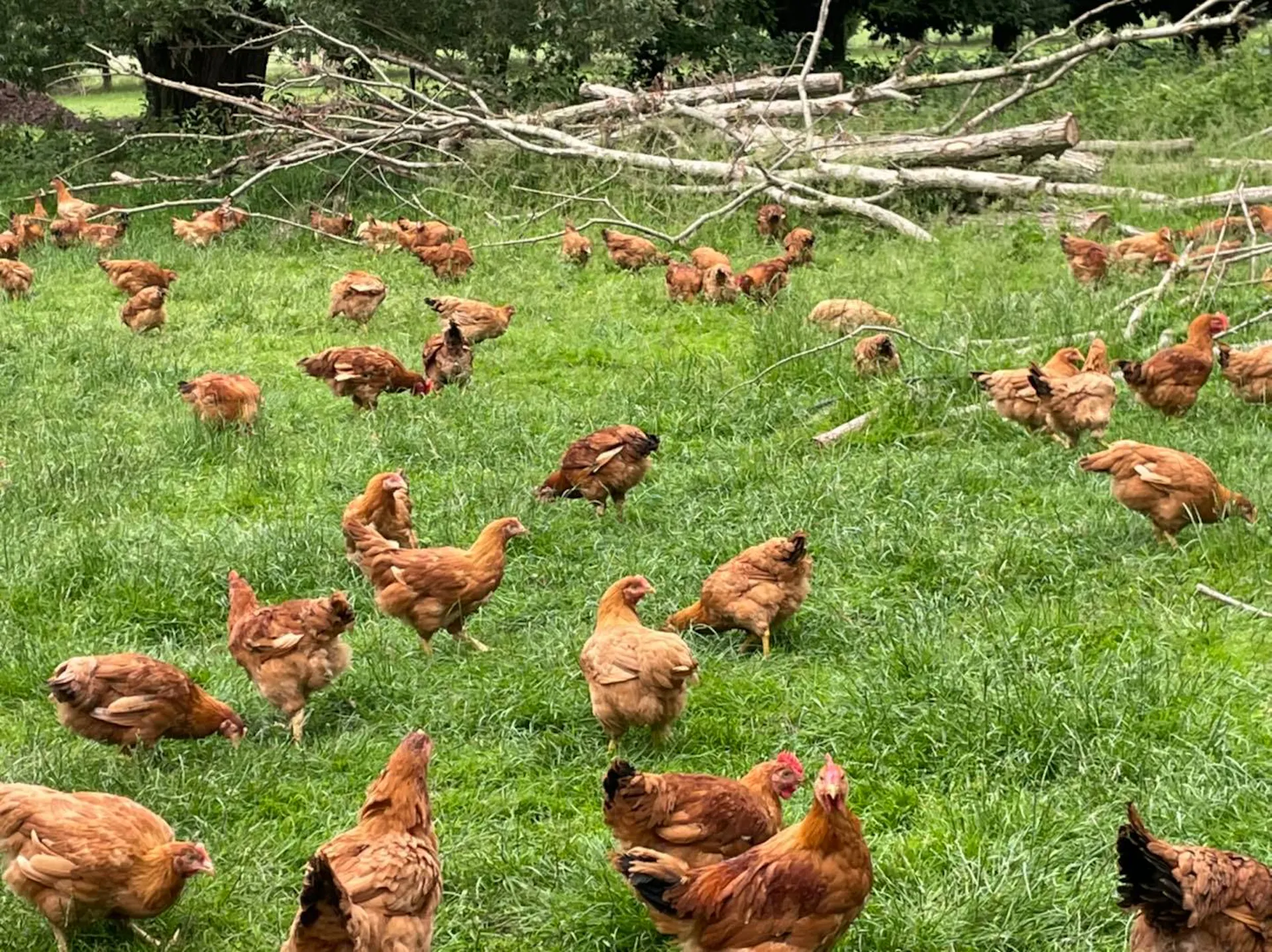 poulet