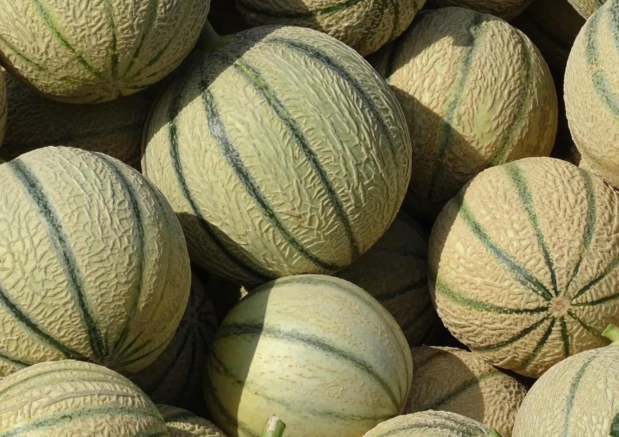 melons