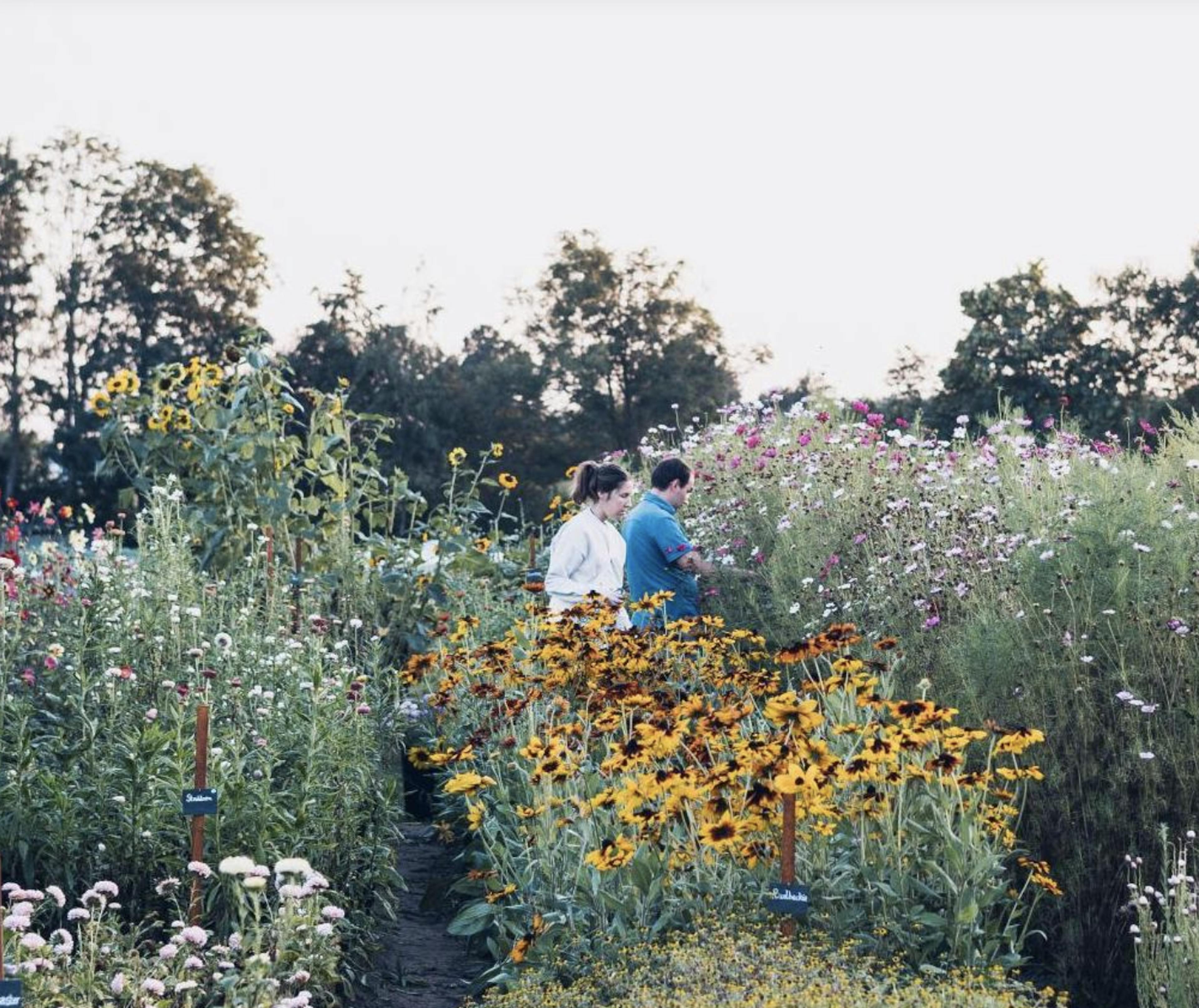 Foto van het bloemenveld in bloei met 2 plukkers