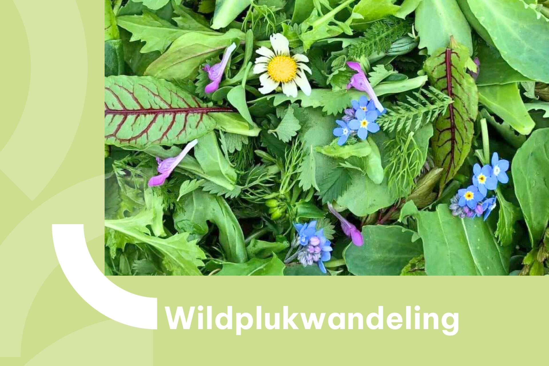 Banner met foto van eetbare wilde planten en bloemen