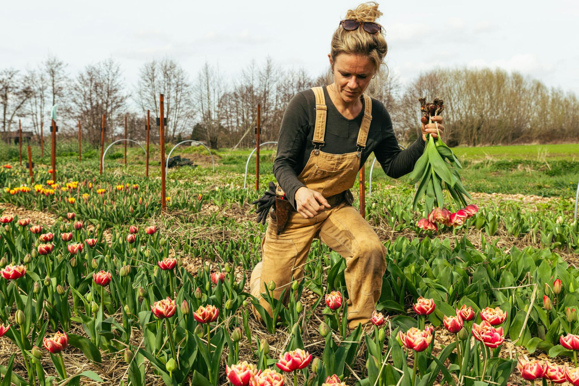 Bloemenboerin Anaïs op haar veld terwijl ze tulpen oogst