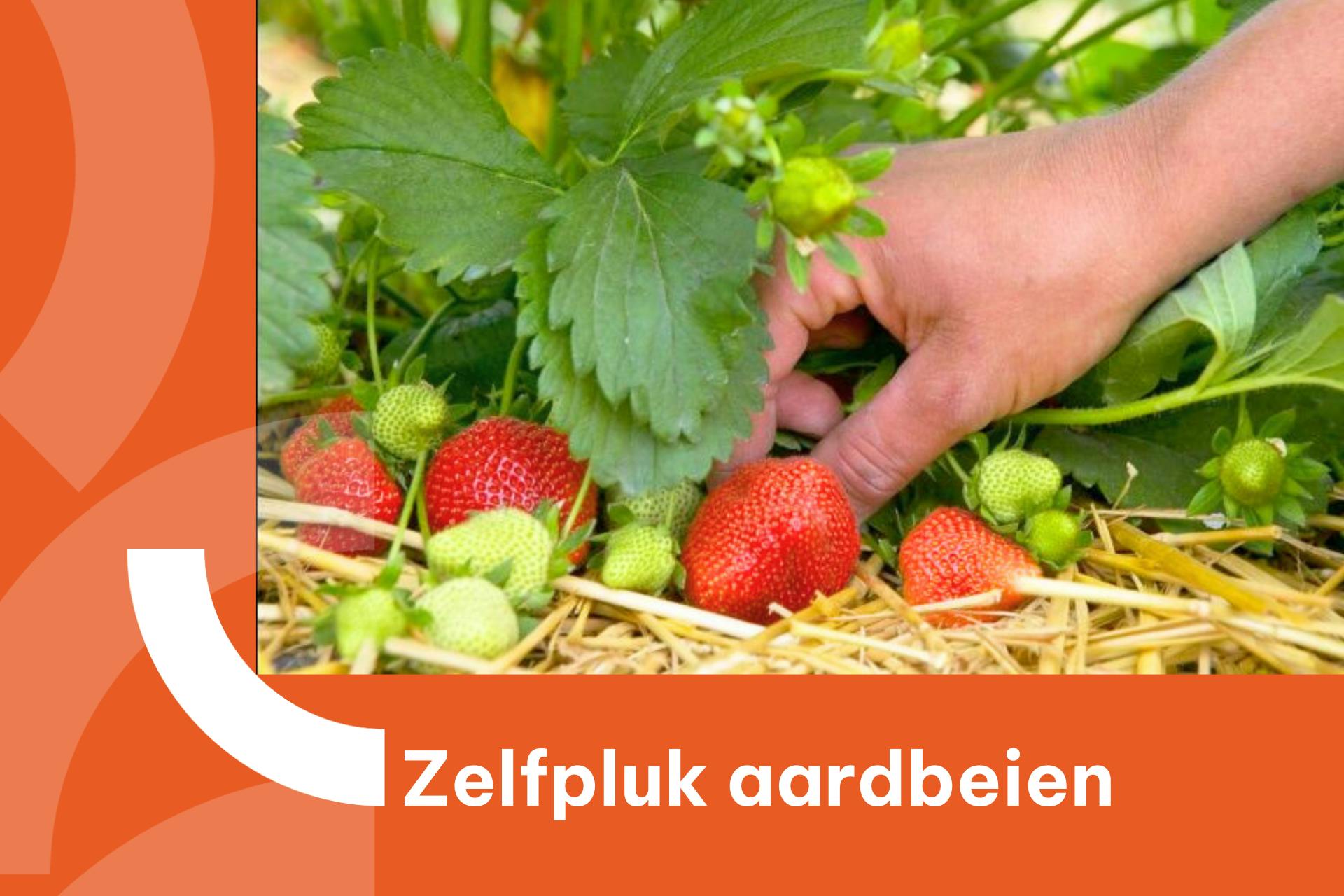 Banner met foto van persoon die aardbeien plukt
