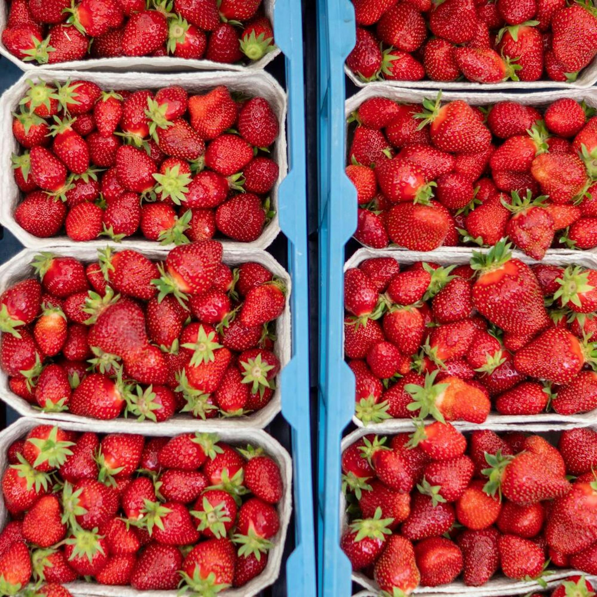 Foto van bakjes vol met zelfgeplukte aardbeien
