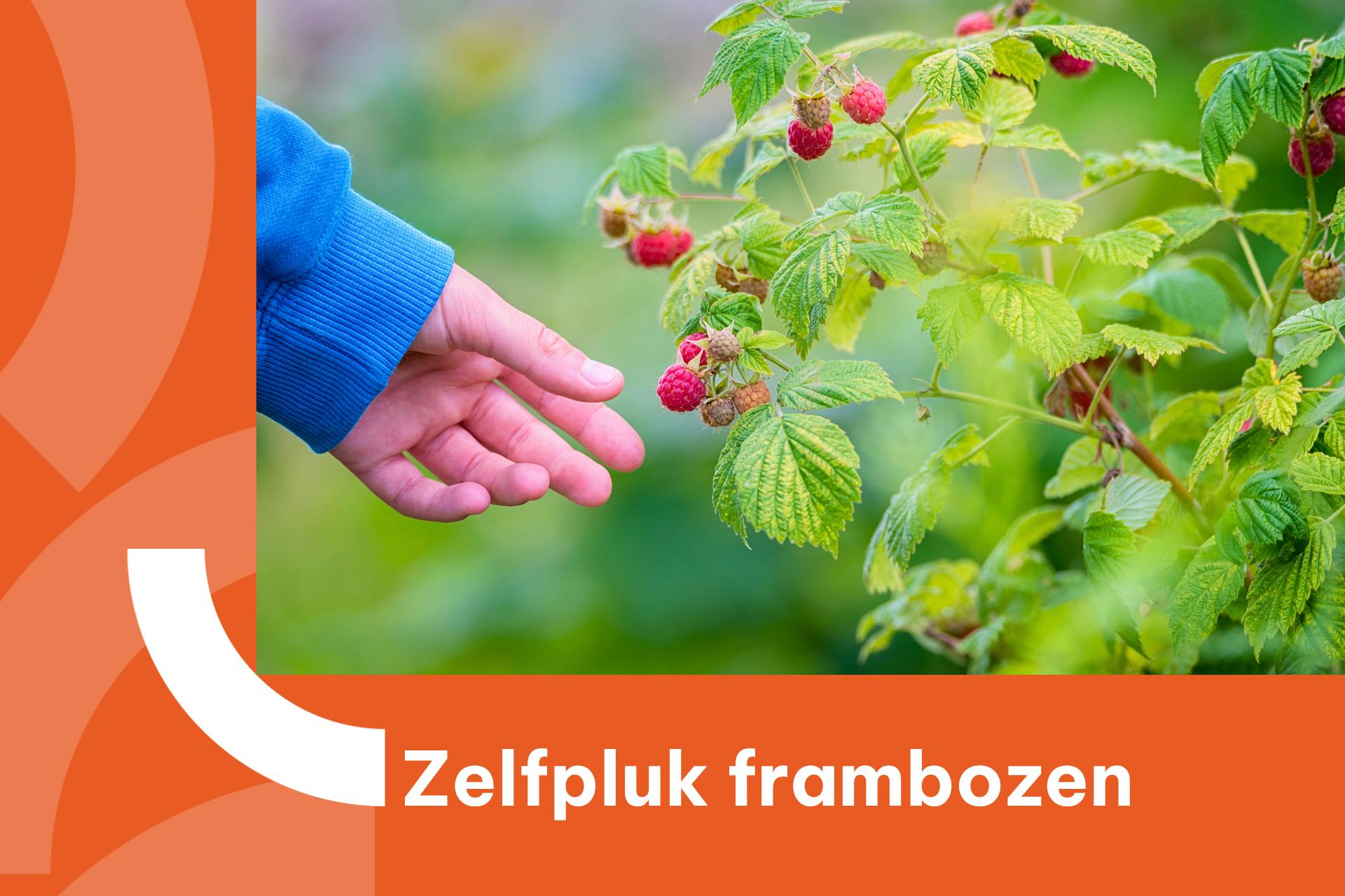 Banner met foto van iemand die frambozen plukt