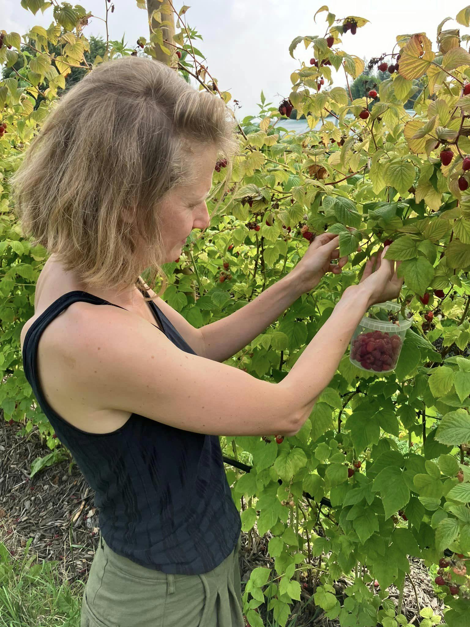 Foto van iemand die frambozen plukt bij De Wassende Maan