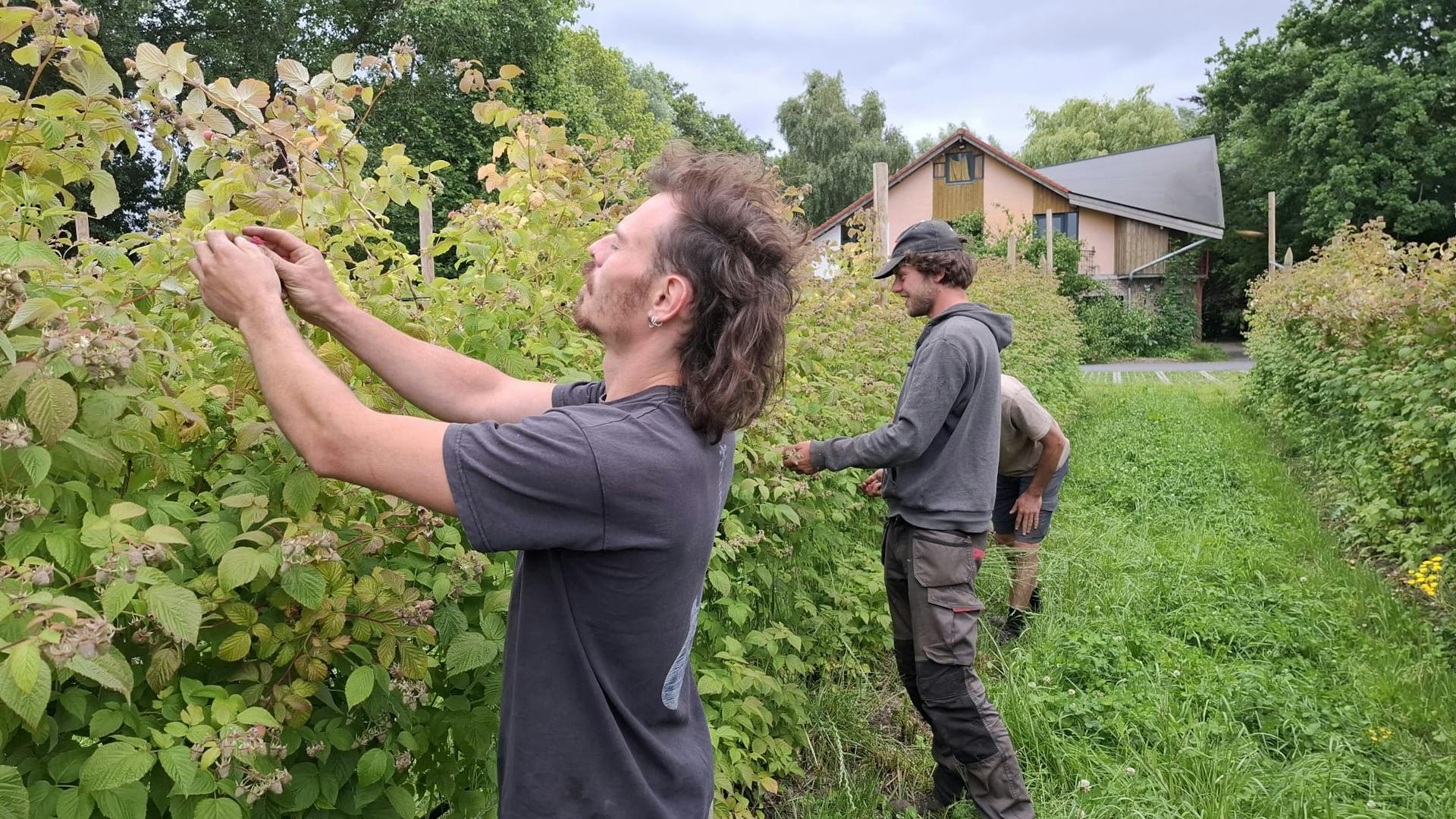 Foto van iemand die frambozen plukt bij De Wassende Maan