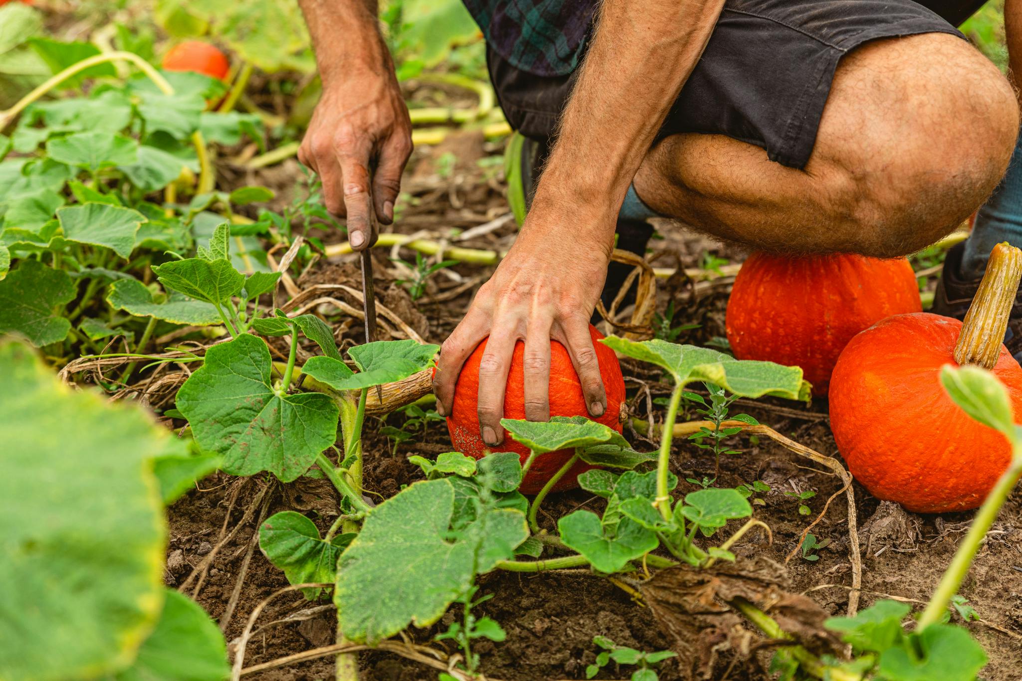 Foto van een boer die pompoenen oogst op De Wassende Maan
