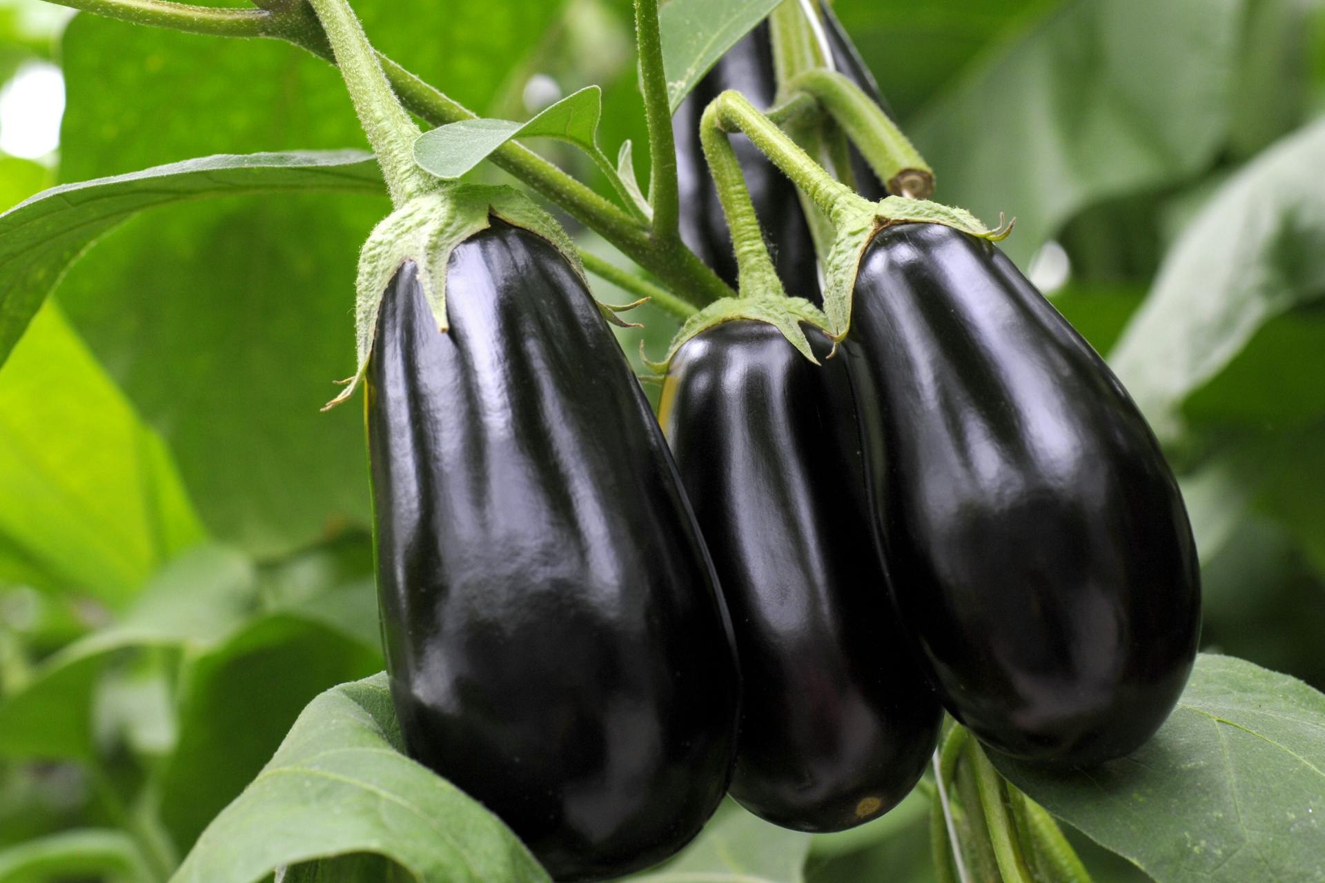 Aubergines aan de plant