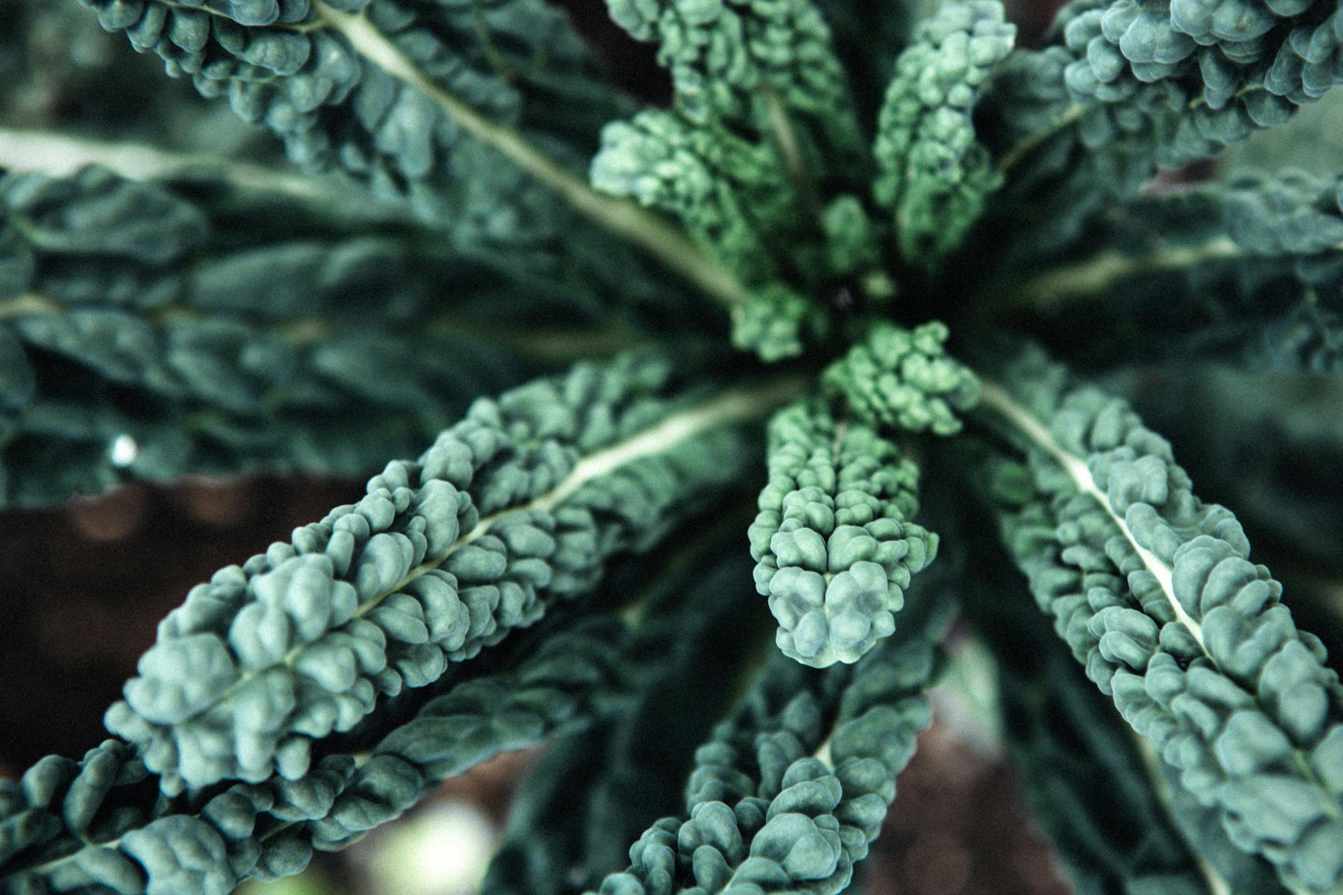 Palmkool in het veld