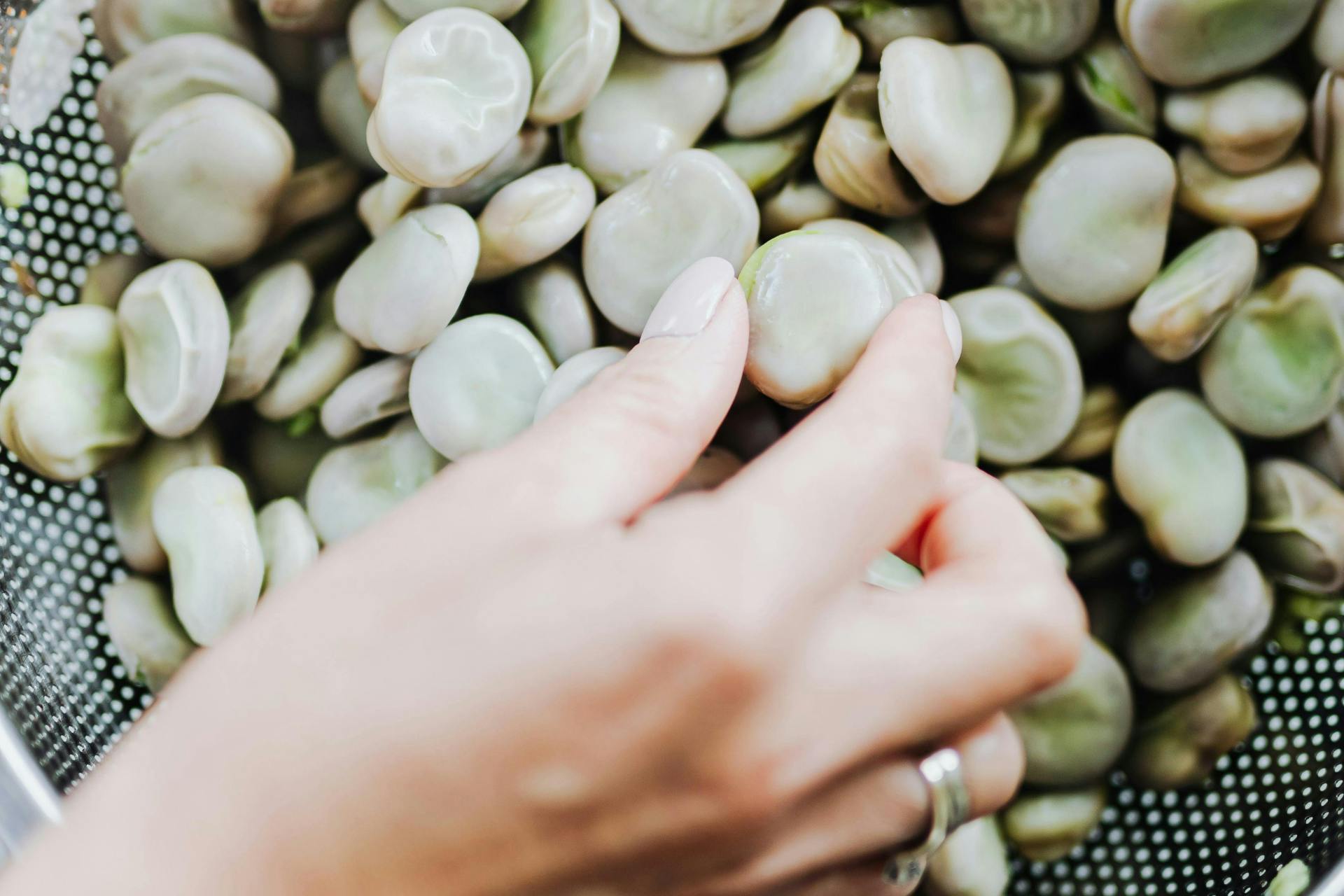Hand dat tuinbonen vast heeft