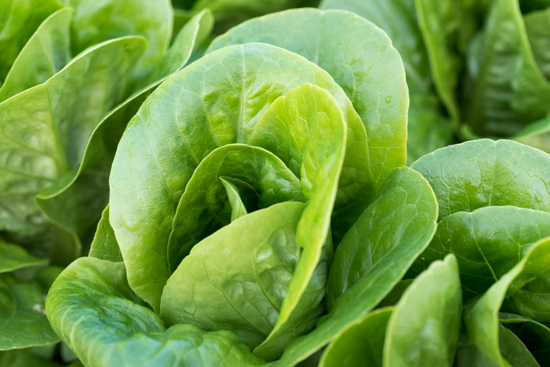 Sla little gem vers in het veld