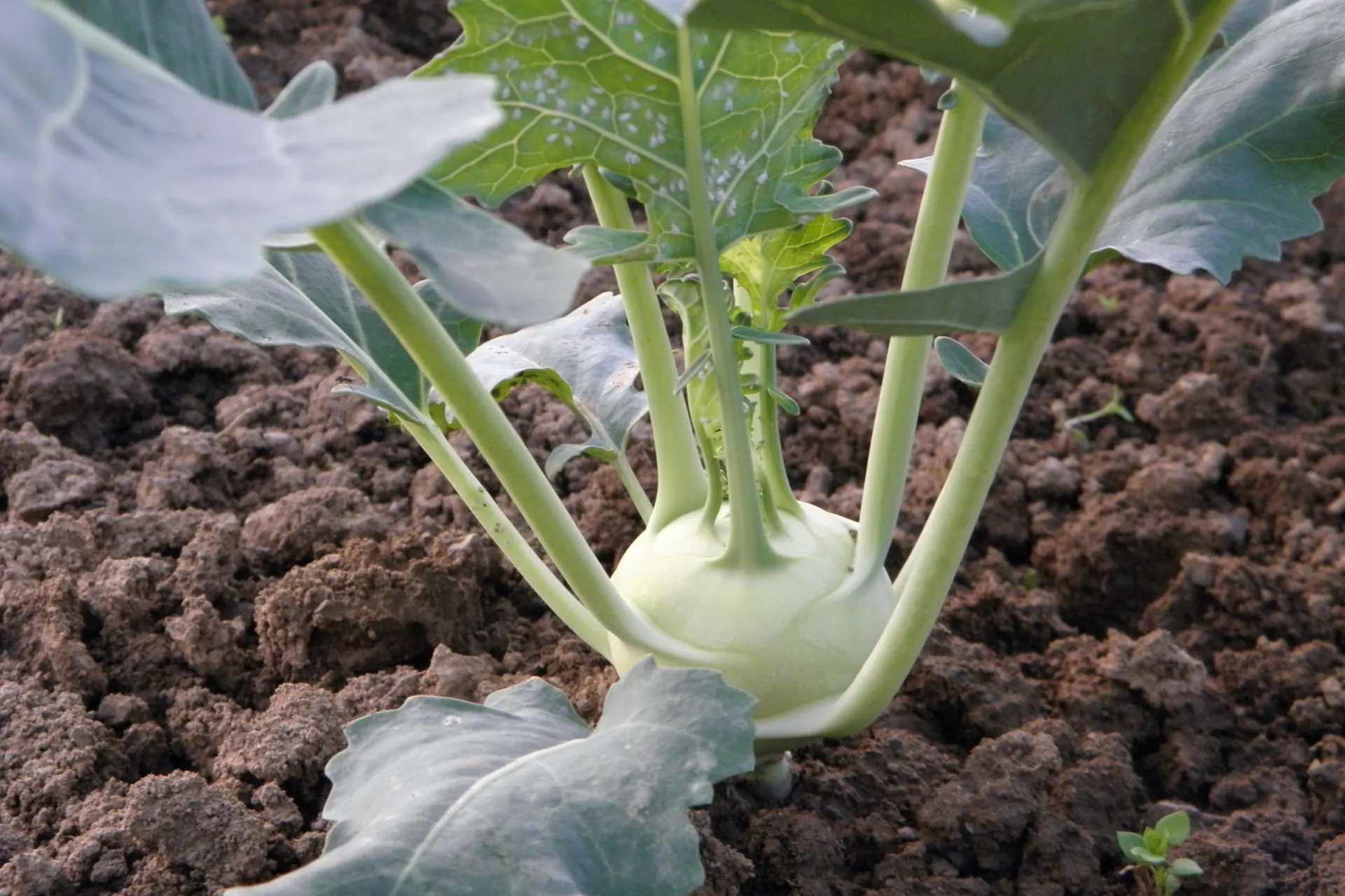 Koolrabi in de grond