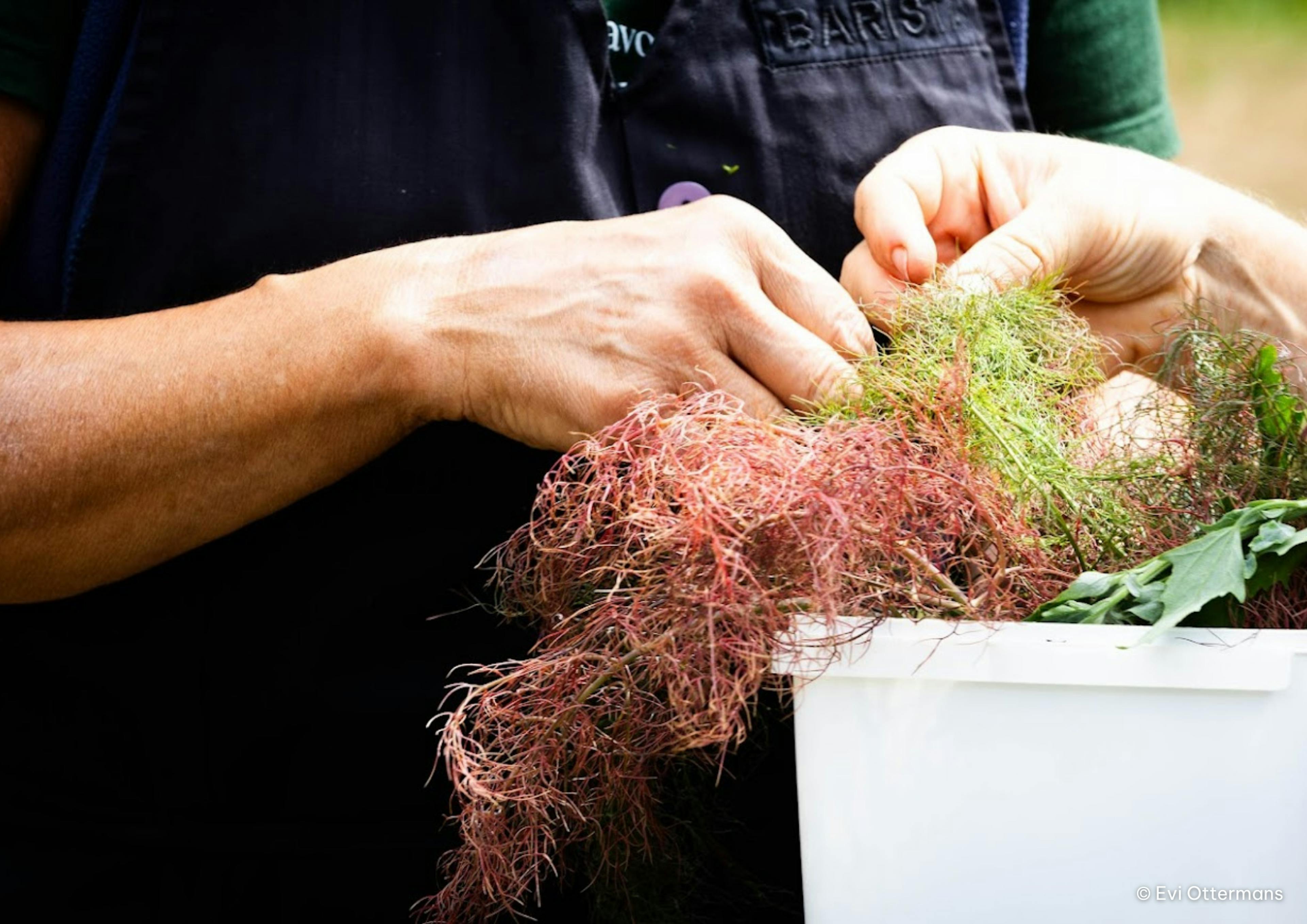 Foto van iemand die verse smaakmakers in zijn/haar handen neemt