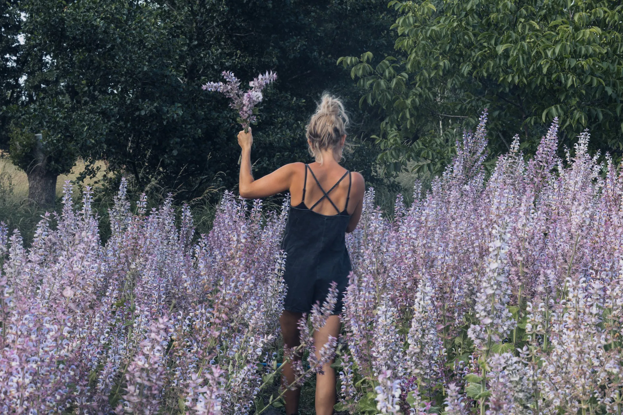 Foto van bio bloemenboerin Anais van Bloemenwij die paarse bloemen plukt, recht van het veld